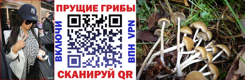 кракен ссылки  Россошь  даркнет формула  Псилоцибиновые грибы Psilocybine cubensis 